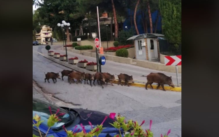 Θεσσαλονίκη: Αγριογούρουνα βγήκαν βόλτα στην Πυλαία! (φωτο)
